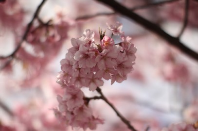 Isabelle Dupuis - Soins Energétique Shiatsu, Psychanalyste à Vence