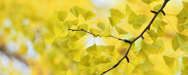 Oriane CHAMOREAU Psychologue - Thérapie Comportementale et Cognitive (TCC), Psychologue à Héric