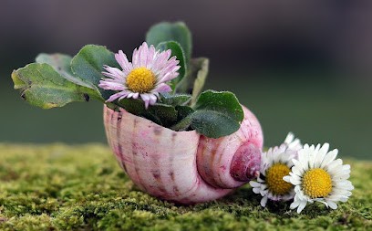 Maud Leibundgut, Psychologue à Ferney-Voltaire