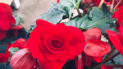 Pascale LAURENT, Psychologue à La Montagne