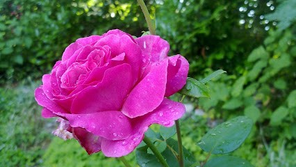 Françoise Descleves, Psychologue à Meylan