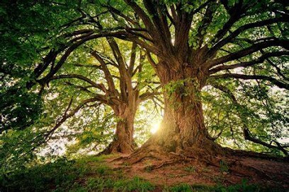 Julie Montes Ollivier - Thérapeute - Praticienne Reiki - Access Bars, Psychothérapeute à Montigny-le-Bretonneux