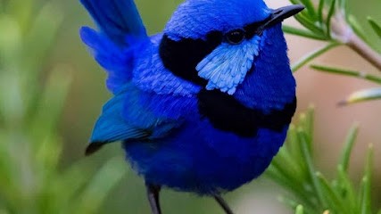 Georgia Rivals-Fotaki Psychologue Traitements psychanalytiques psychosomatiques A DISTANCE Visio ou telephone, Psychologue à Sèvres