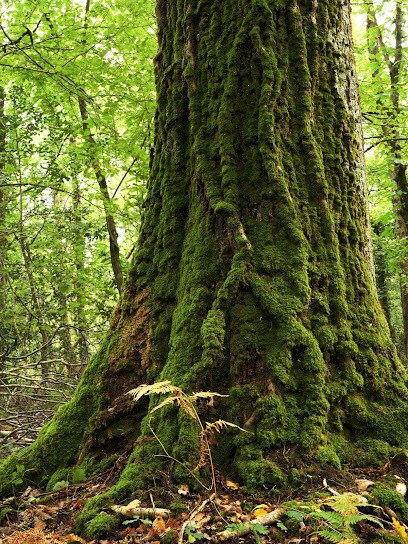 Sylvie Bouju, Psychologue et Psychologue du travail, Psychologue au Pallet