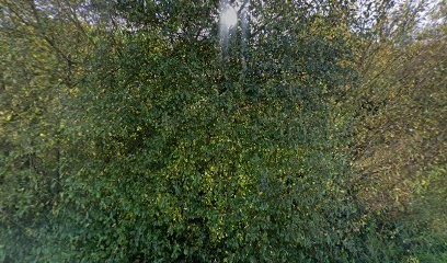 Caroline Dautresire - Psychologue à Guipavas, Psychologue à Guipavas