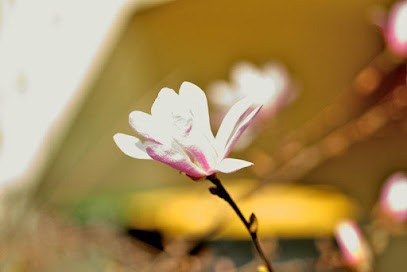 Psychologue Psychanalyste, Psychologue à Gagny