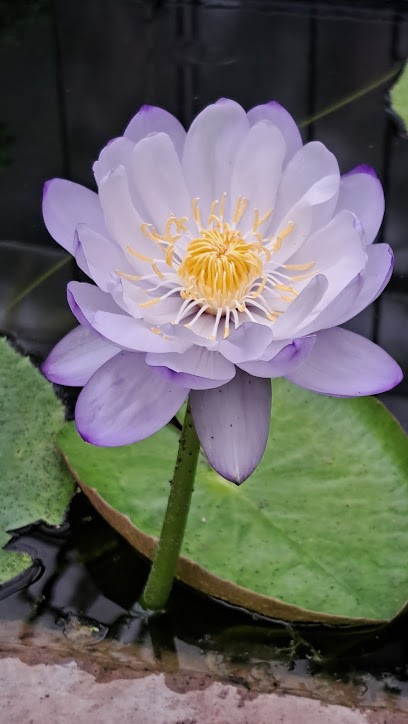 Loison Laetitia, Psychologue à Illkirch-Graffenstaden