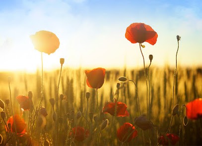 Viviana Dore, Psychologue à Marseille 05