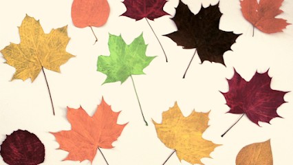 Romain Meiche, Psychologue à Saint-Jean-de-Védas